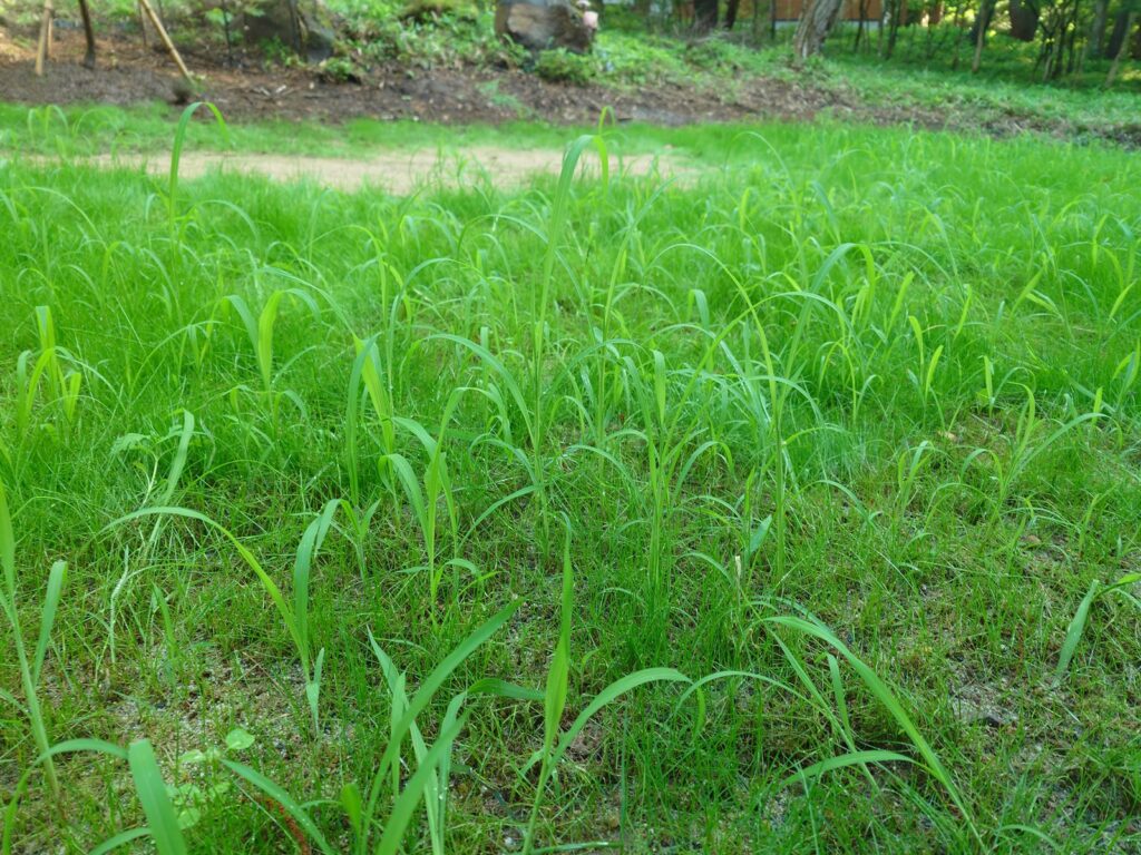 若い西洋芝の間から長く伸びたイネ科らしい雑草