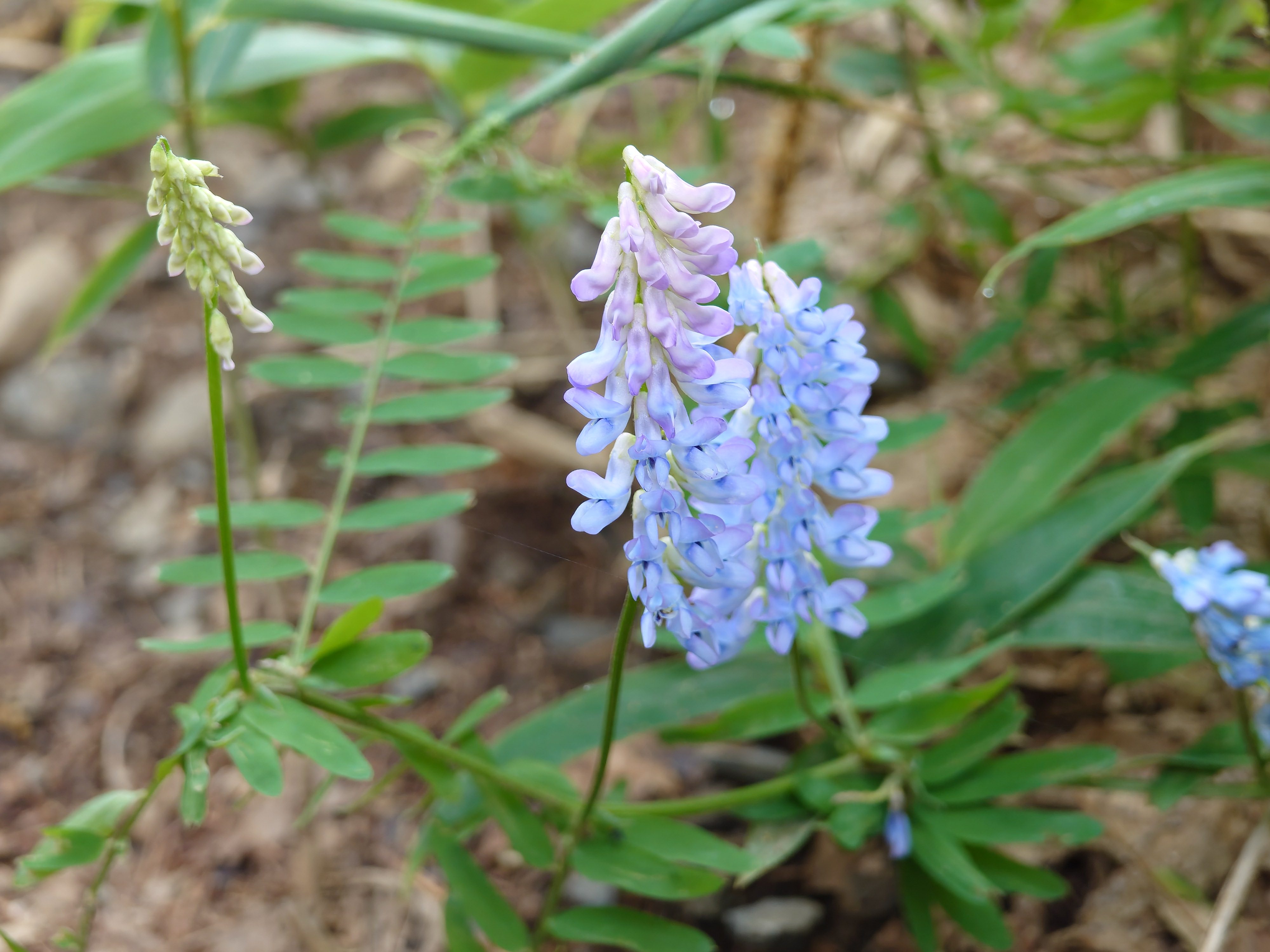 庭先に咲いていたクサフジの仲間らしき花