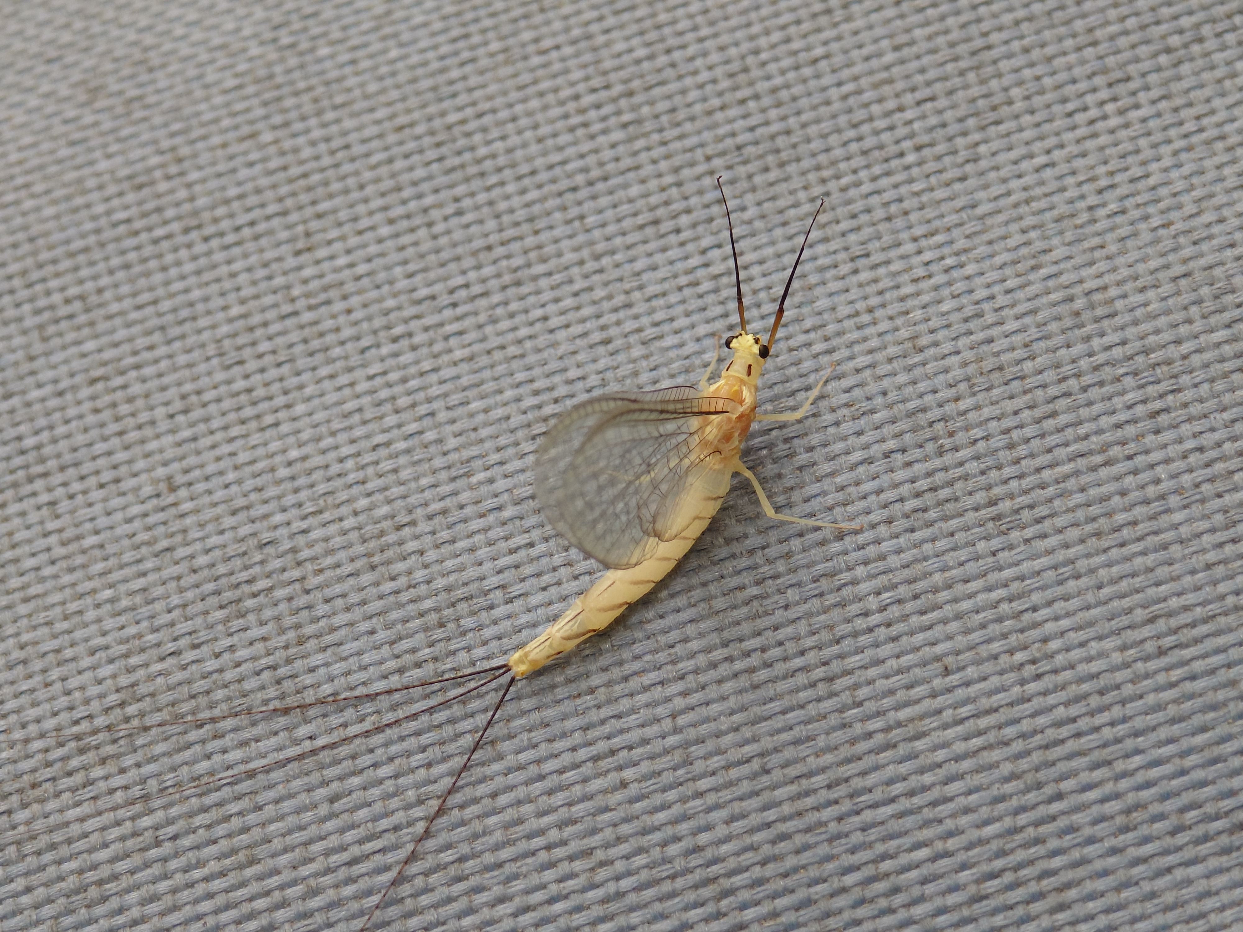 カゲロウの仲間らしき虫