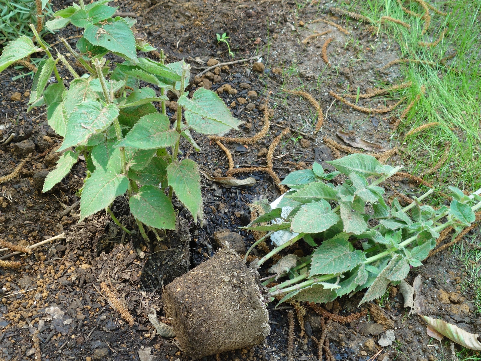 鹿に先端を食べられ倒れた庭の植物