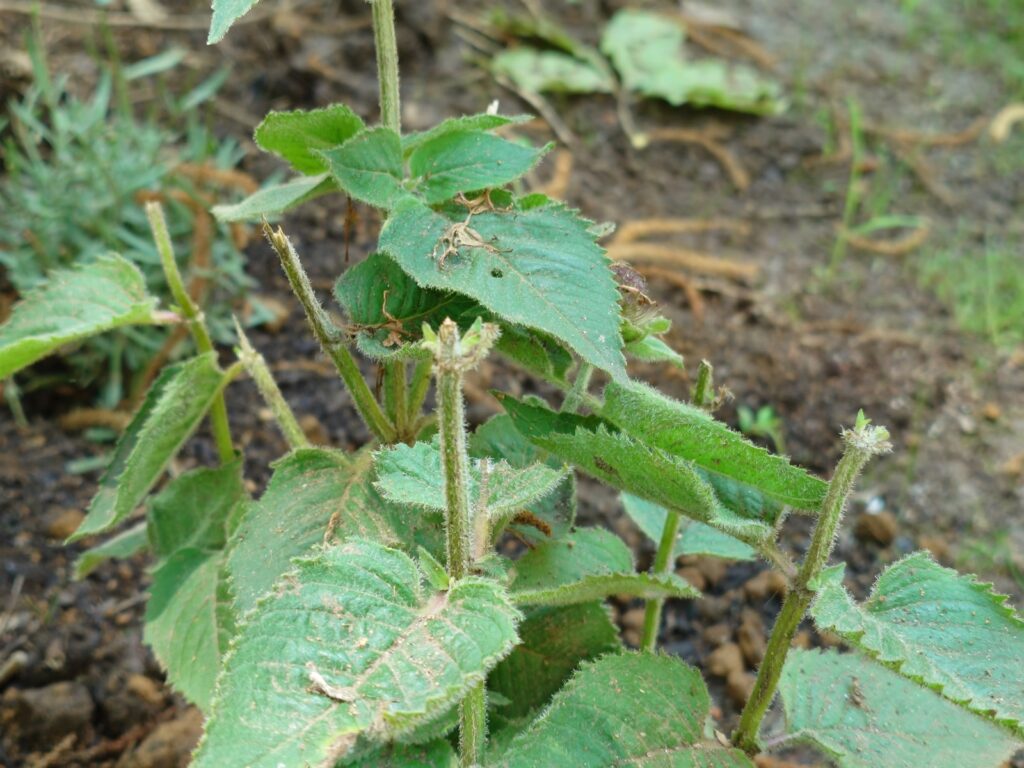 先端の新芽を鹿に食べられた庭の植物