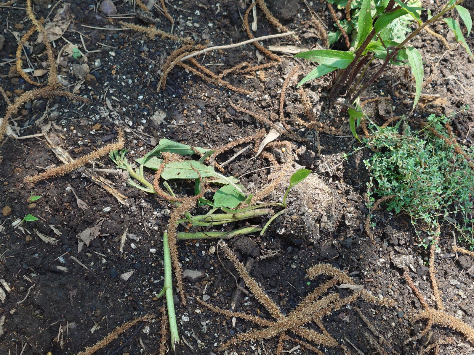 鹿に食べられ地面に倒れた植えたての植物