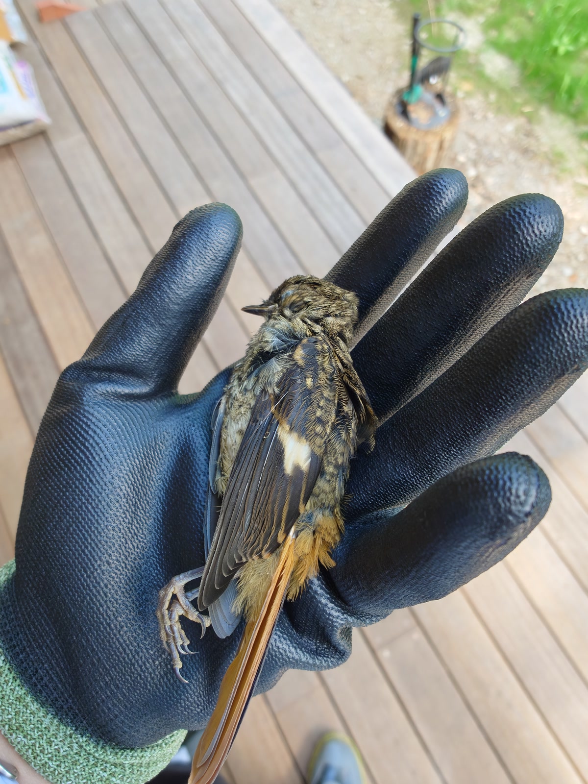窓ガラスに衝突したジョウビタキの幼鳥と思われる小鳥