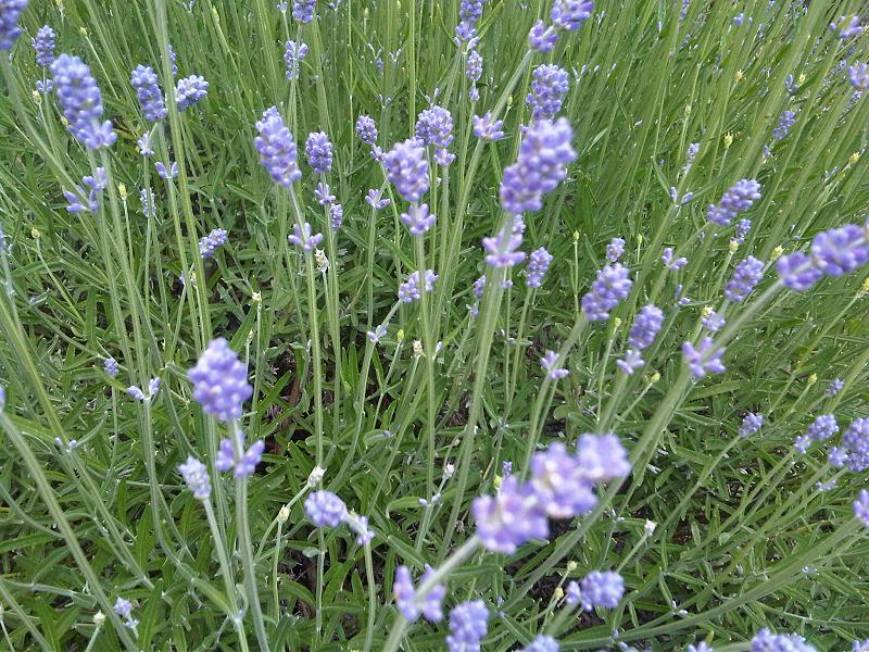 細長い花穂が立つイングリッシュラベンダー