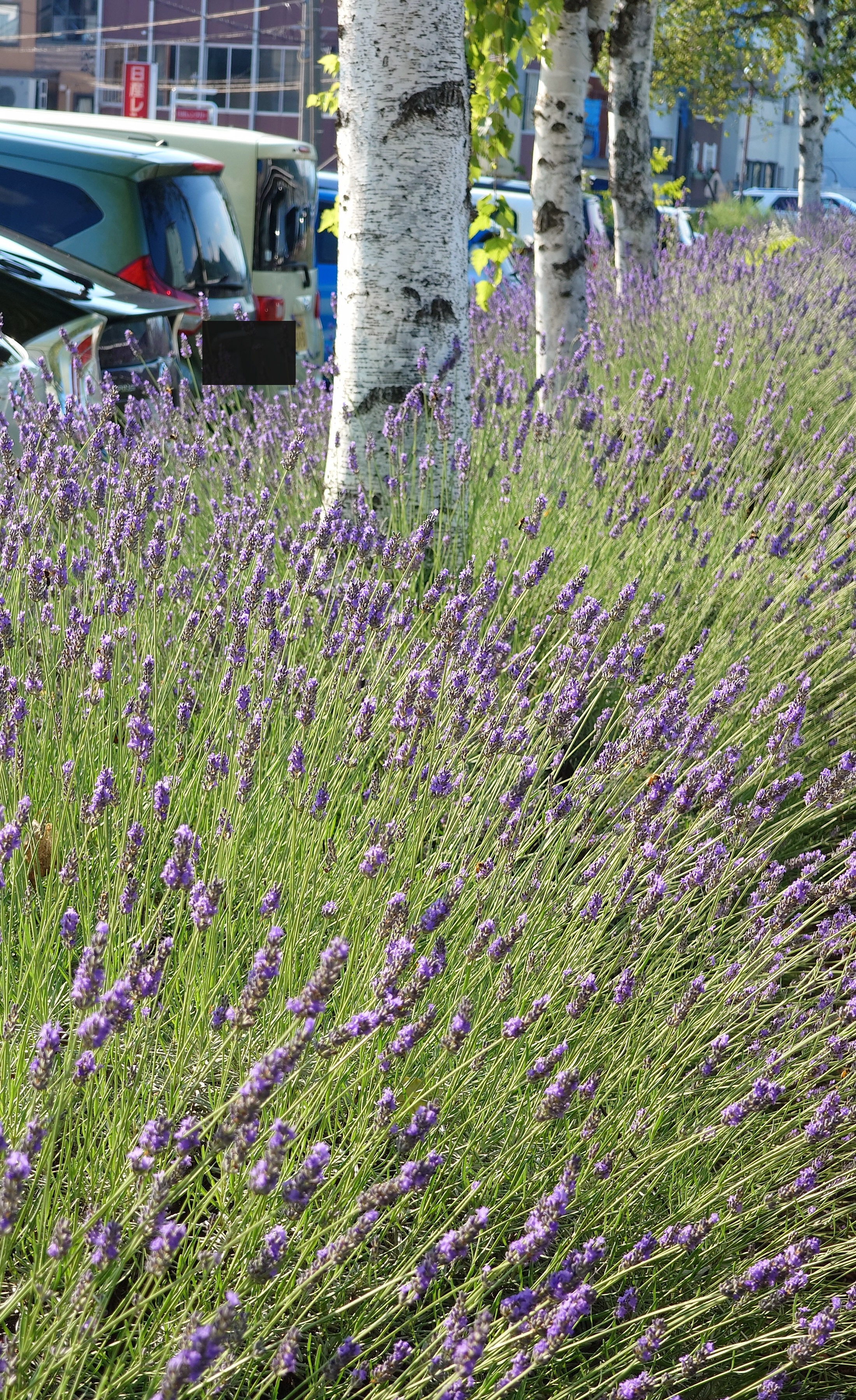 白樺の足元に広がるラベンダーの植え込み
