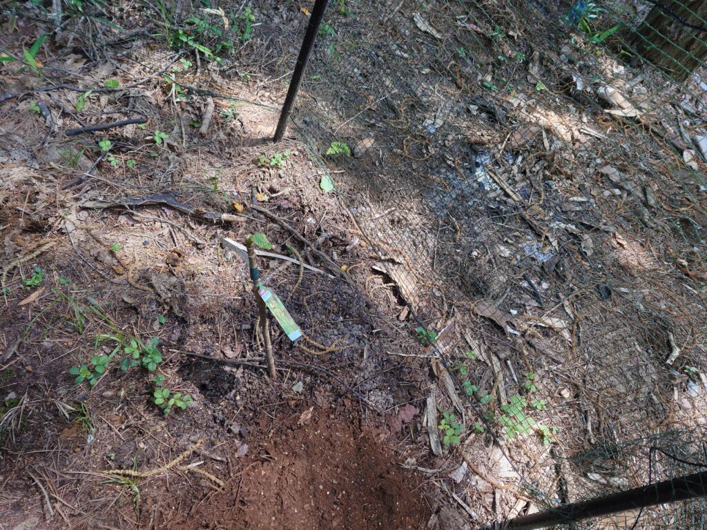 葉を食べられ、棒のようになったタラの芽の苗と、倒れ込んだ防獣ネット。