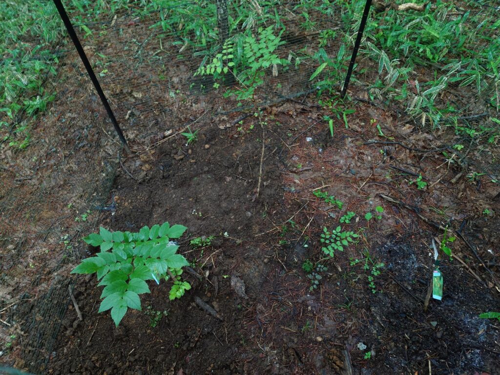 6月末、葉を広げて育っていたトゲなしタラの芽の苗。
